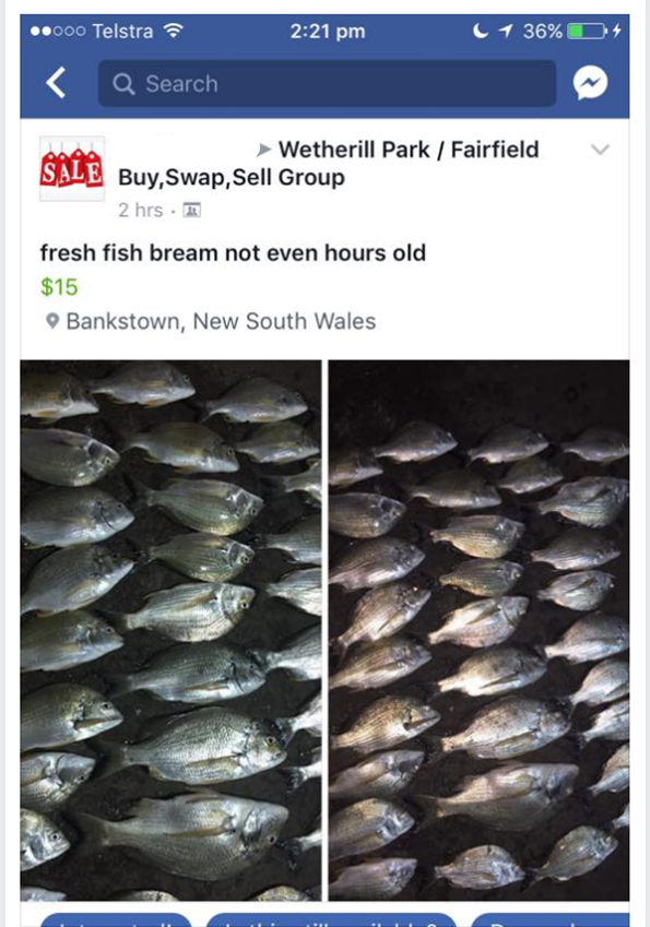 DPI Fisheries also monitors illegal seafood sales of fish on social media. Photo: NSW DPI.