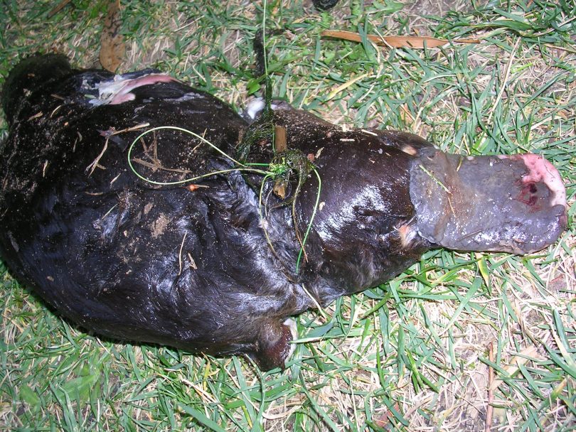 A platypus who died after becoming tangled in fishing line at Werribee. Photo: supplied. 