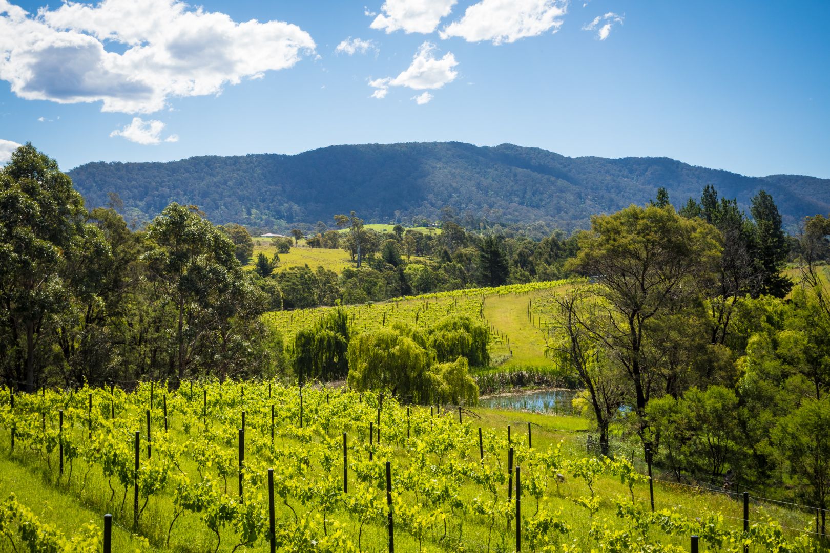 Boutique vineyard and home for sale in the heart of Bega Valley