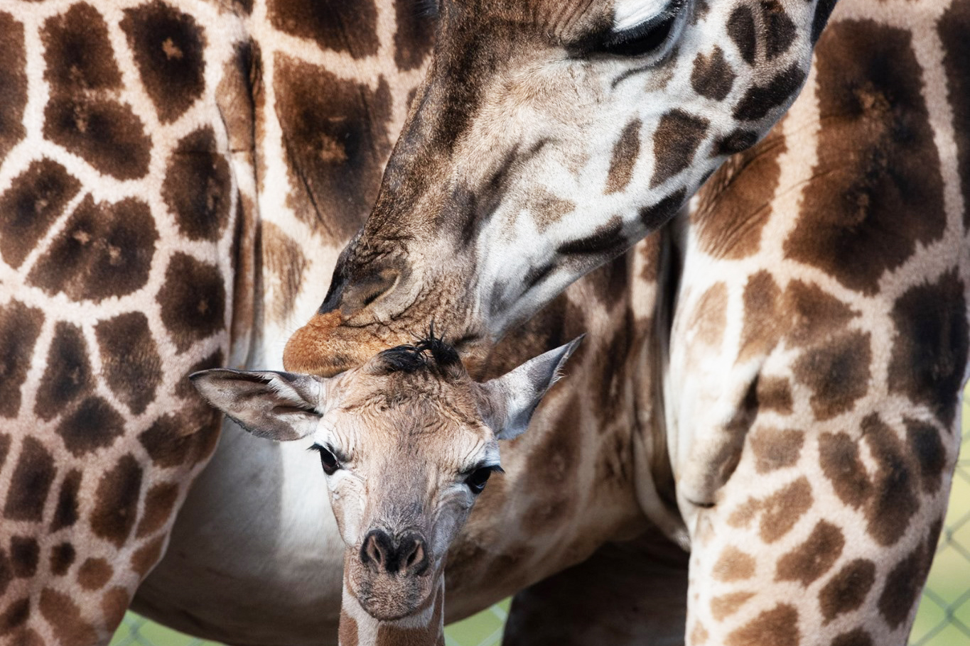 Baby Karn, another chapter in Mogo's 20 year giraffe breeding story