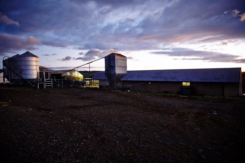 Long hours and low return make dairy farming an industry that is not for the faint hearted. Photo: Legenddairy. 