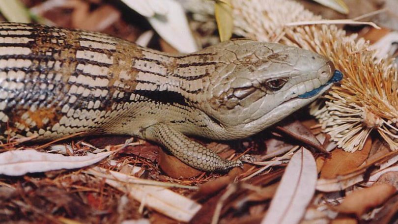 Think you were born smart? ANU research shows that blue-tongue lizards ...