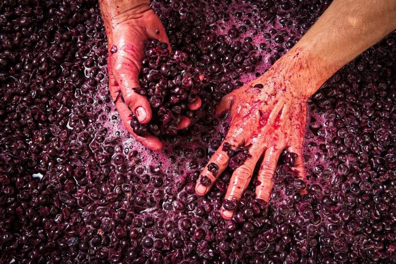 Intuitive wine-making, bio-dynamic farming, the rhythm of nature. Photo: Ngeringa Winery