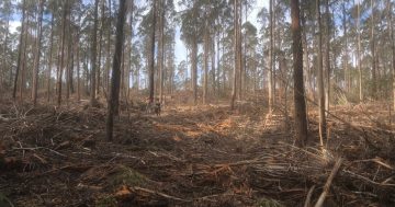 Bega Council to investigate removing 'bureaucracy' around logging on private land