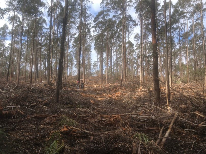 Tantawangalo State Forest June/July 2019. Photo: Peter Day.