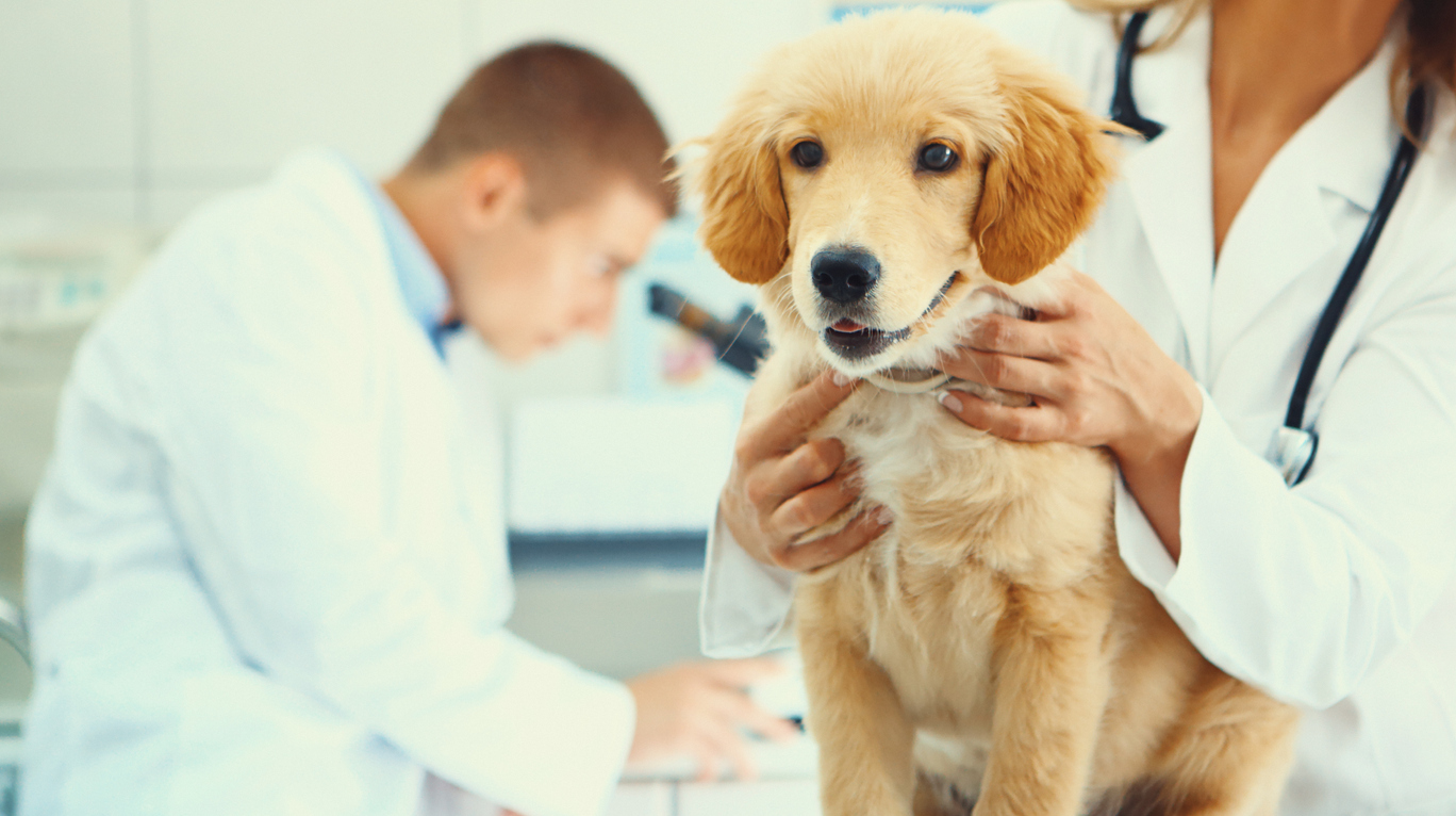 Vets issue warning to puppy owners after deadly parvovirus reported in Canberra