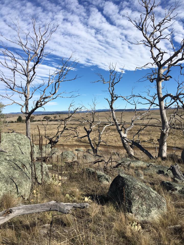 All land will be valued in the near future for its carbon capturing, according to Professor Justin Borevitz. Photo: Upper Snowy Landcare Network. 
