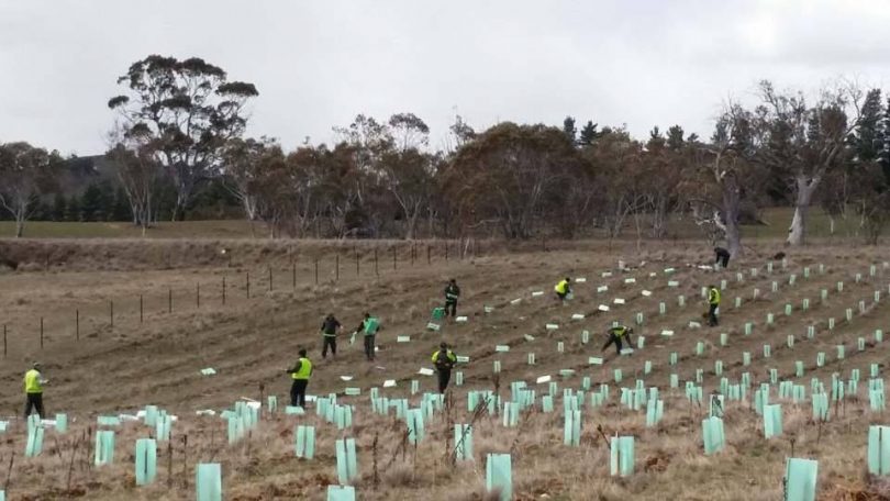 Professor Justin Borevitz advises anyone with land section off a skinny strip and plant 1000 trees to counteract the effects of climate change. Photo: Upper Snowy Landcare Network. 