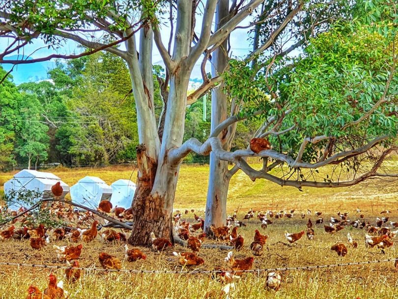 The chooks at Bega Valley Eggs are rotated through pastures so they have fresh grass to graze on. Photo: Supplied. 