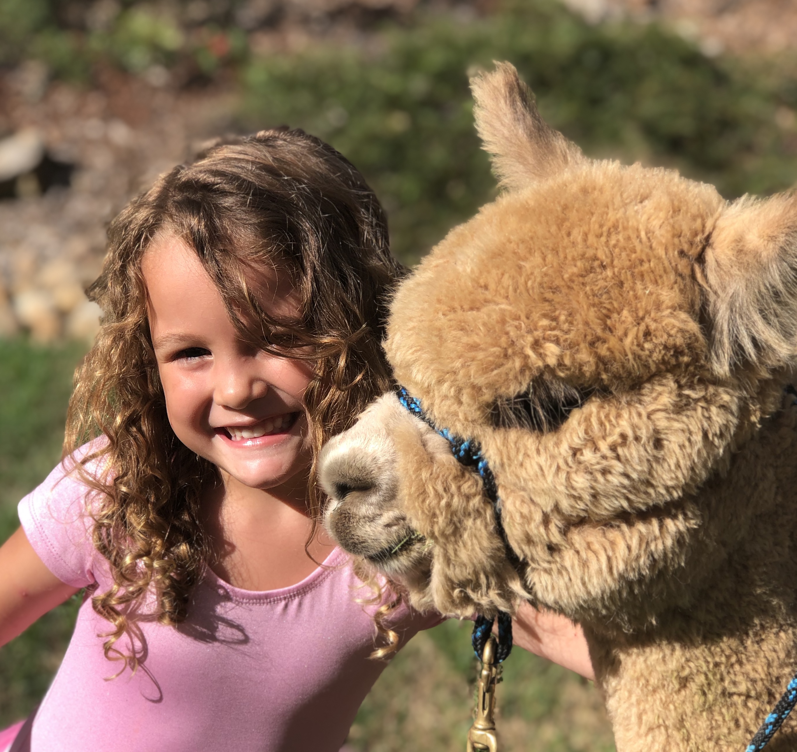 Soft power: Country's finest on show for Alpaca Nationals at Exhibition Park in Canberra