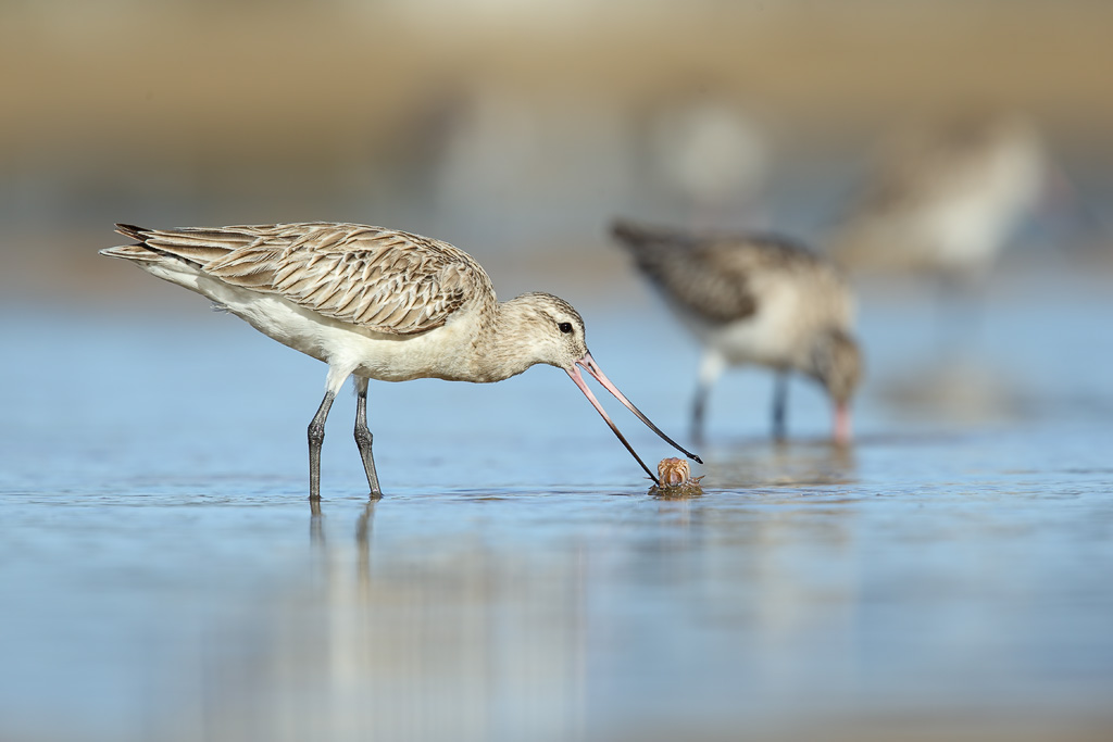 Chinese coast now protected for globe trotting NSW shorebirds