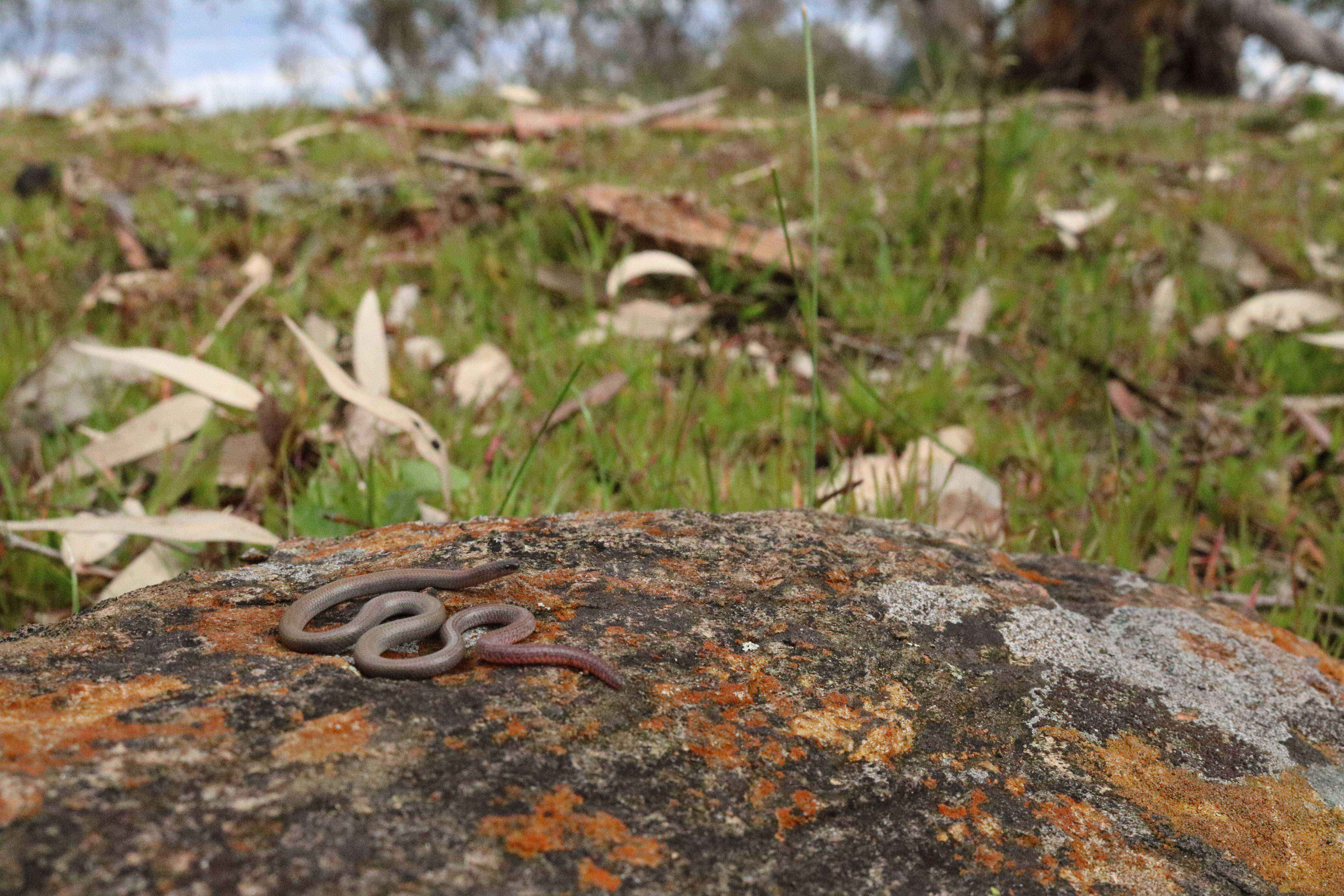 $1 million home to save rare pink-tailed worm lizard
