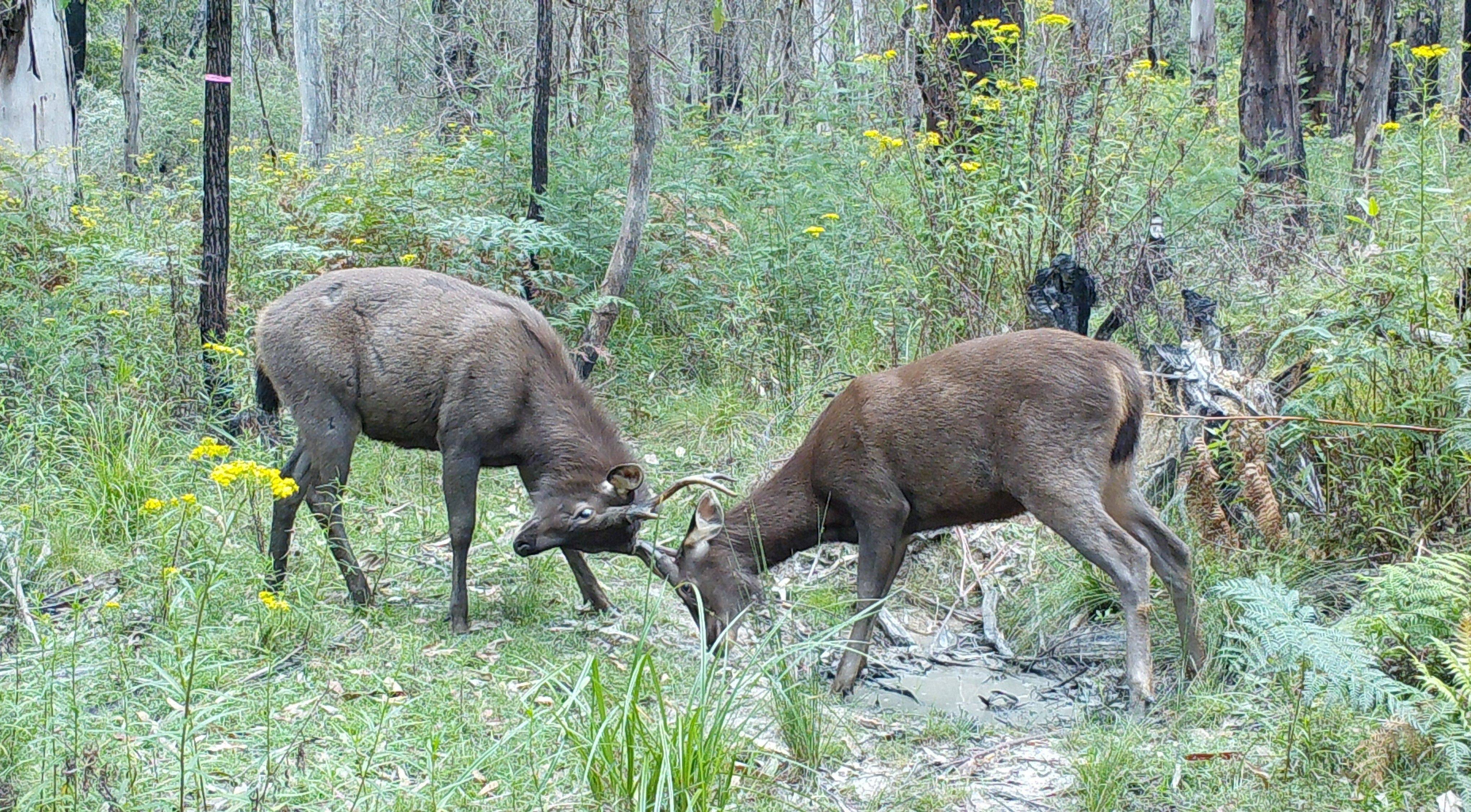 Greater controls needed for growing deer population