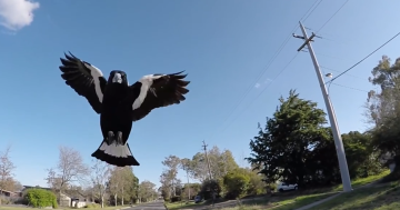BEST OF 2023: Magpies are evil, rotten, malevolent, dead-eyed bastards. Fact check: true