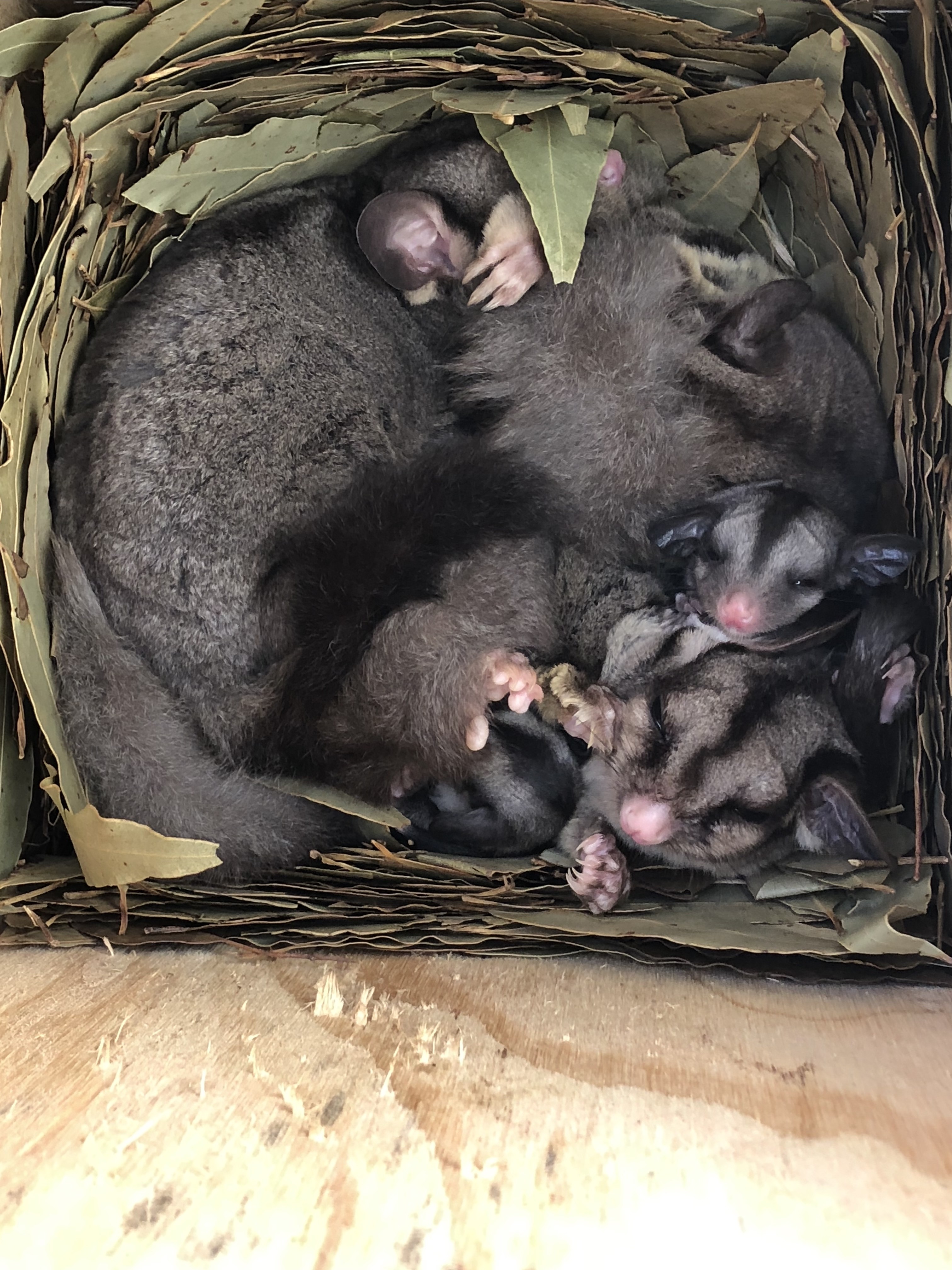 Sugar Glider family makes a nesting box home at Bega River