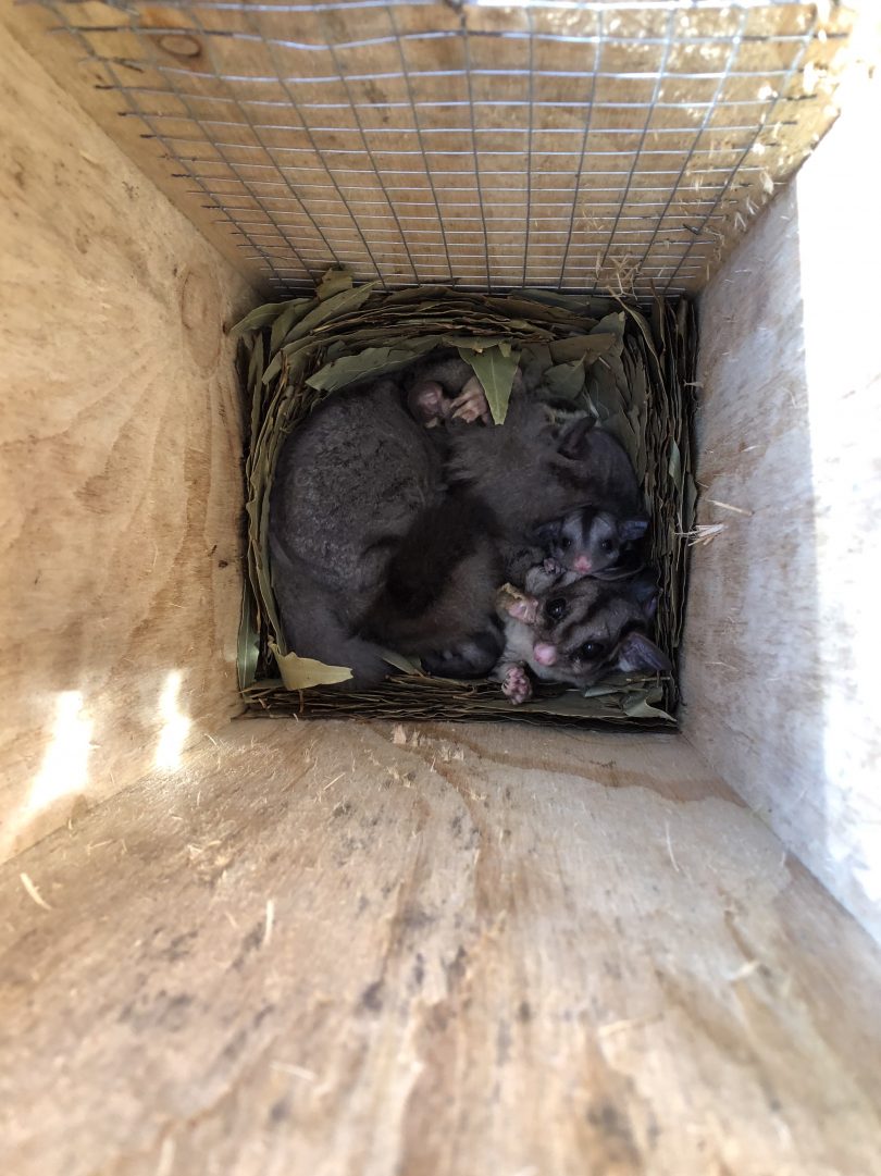 "We were so happy to discover a family of Sugar Gliders breeding in one!” - Ali Rodway. Photo: Supplied.