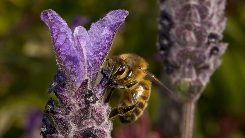 "Bees love purple flowers", let your garden grow. Photo: Peter Hannan