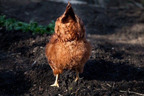 Chook Chat with Cheryl Nelson - making chook poo tea for your garden