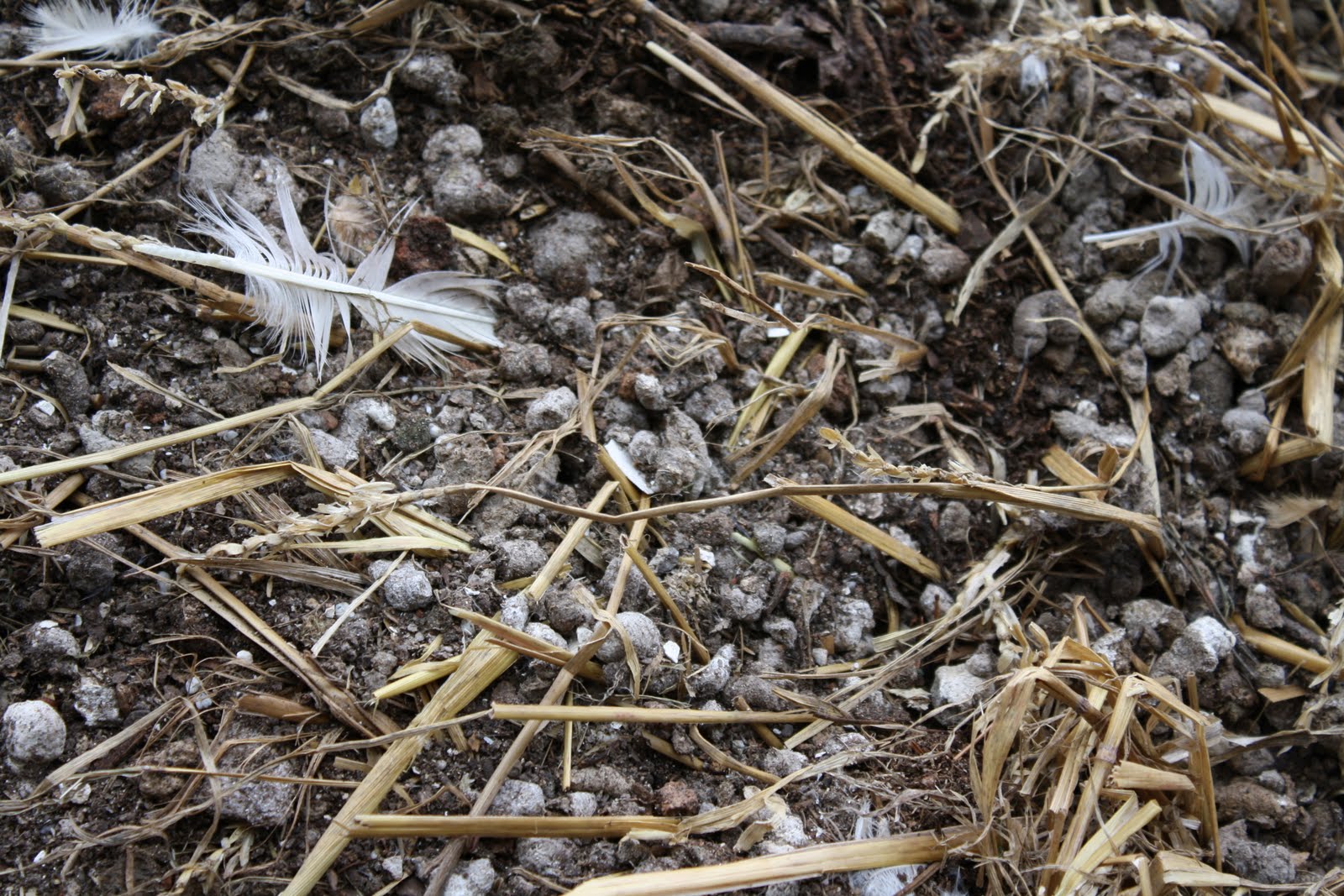 Chook Chat with Cheryl Nelson making chook poo tea for your garden