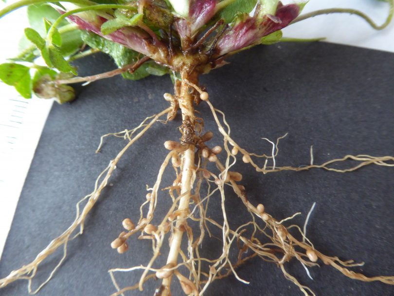 Nodules produced on the roots of legumes play an important role in pasture systems. Photo: Jo Powells, LLS.