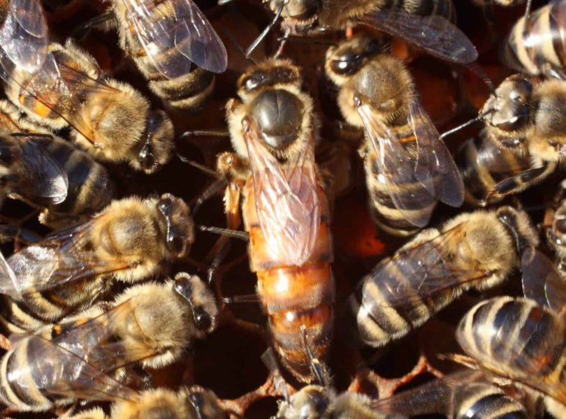 Queen bees are the star of the hive, but the worker bees are the controllers. Photo: Facebook