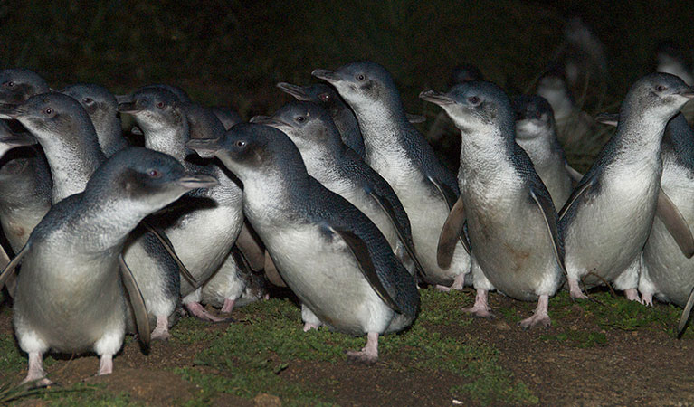 Little penguins, Montague Island Nature Reserve