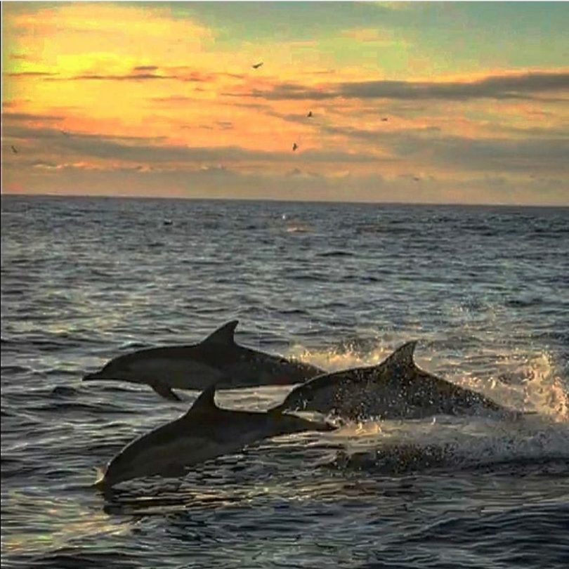 South Coast dolphins accompanying Jason's boat. Photo: Supplied. 