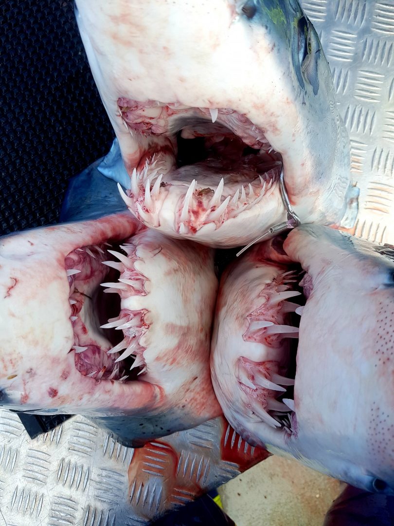 Three Mako sharks caught in South Coast waters. Photo: Supplied. 