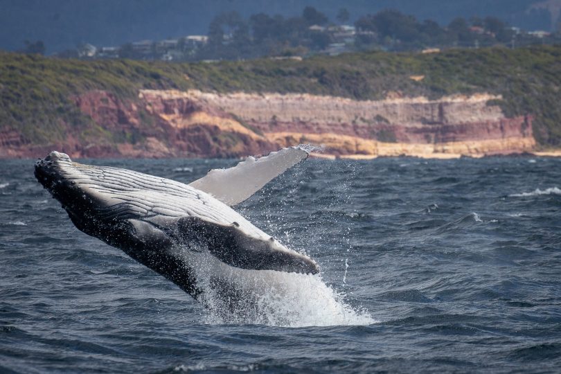 Water, whales and beautiful coastline. What's not to love? Photo: Wayne Reynolds