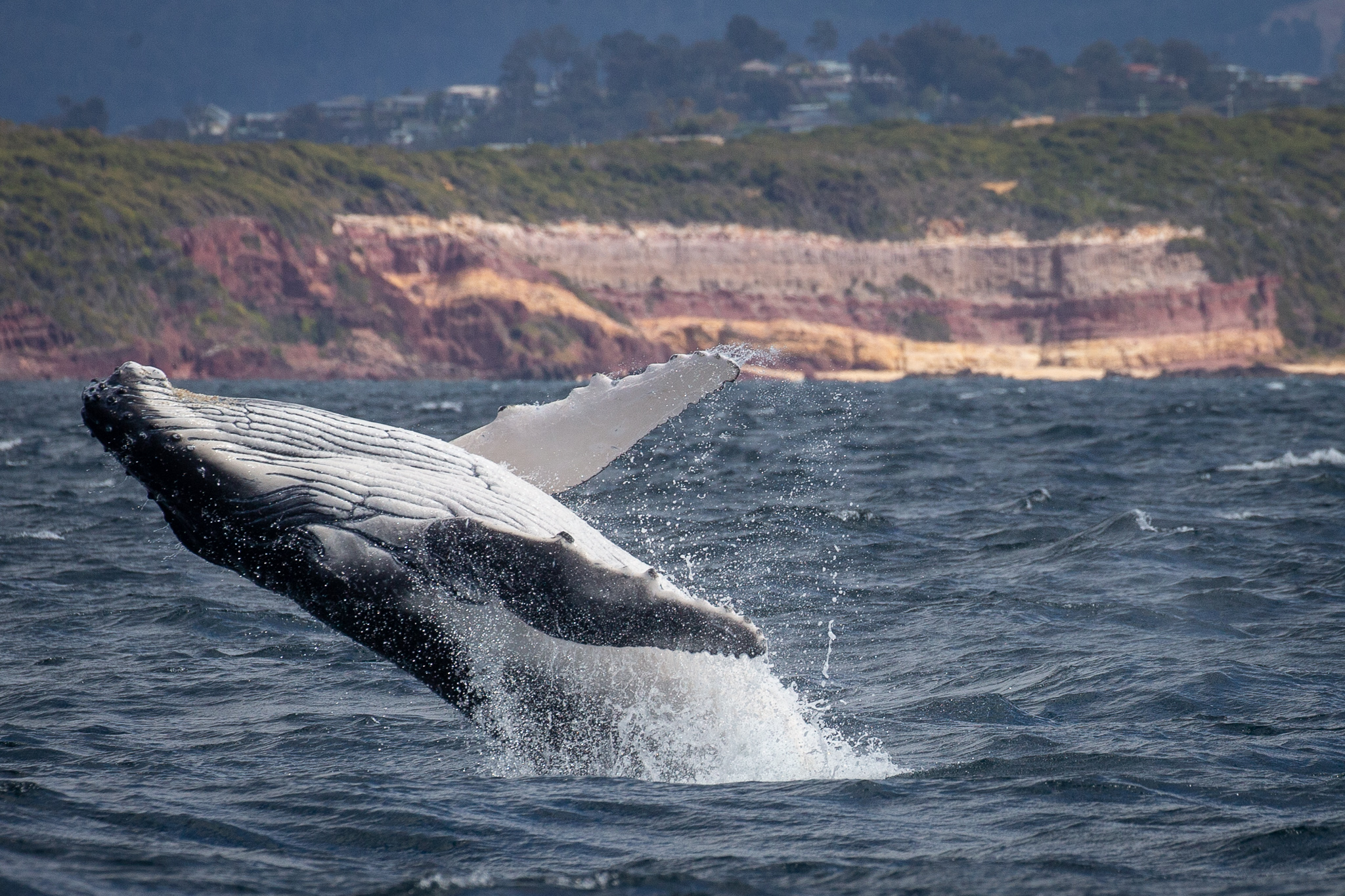 Whale seriously injures young fishermen at Narooma
