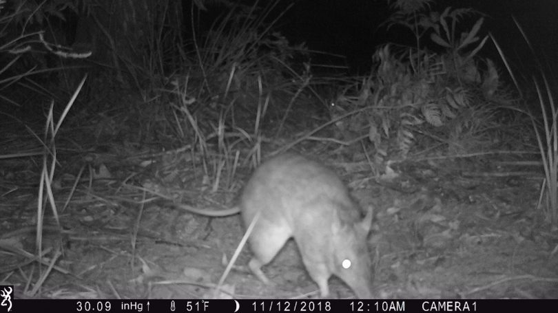 Bandicoot captured on a Bega LALC camera trap. Photo: Supplied.