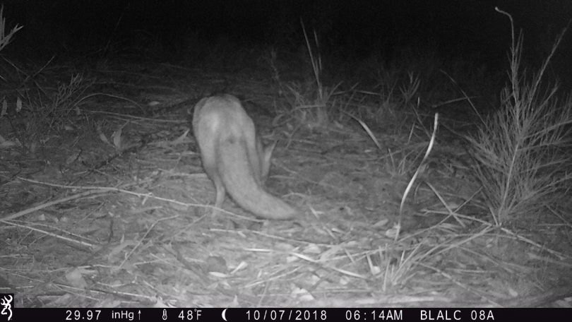 Fox taking a bait, captured on Bega LALC camera trap. Photo: Supplied.