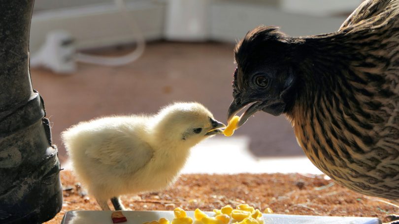 Chick and Mum. Photo: Andrea Lightfoot.