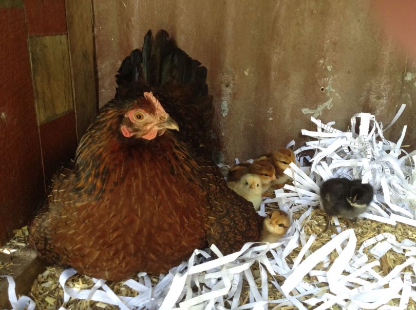 Mum in nest with chicks. Photo: Cheryl Nelson.