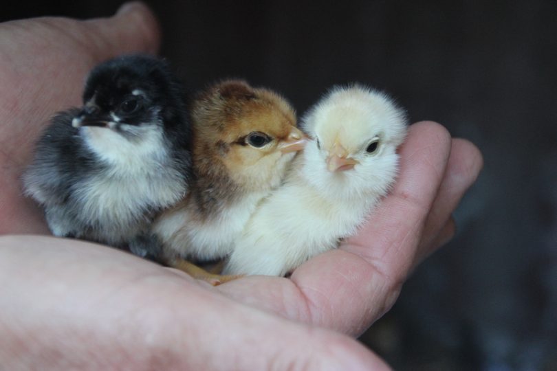 Three chicks. Photo: Cheryl Nelson.
