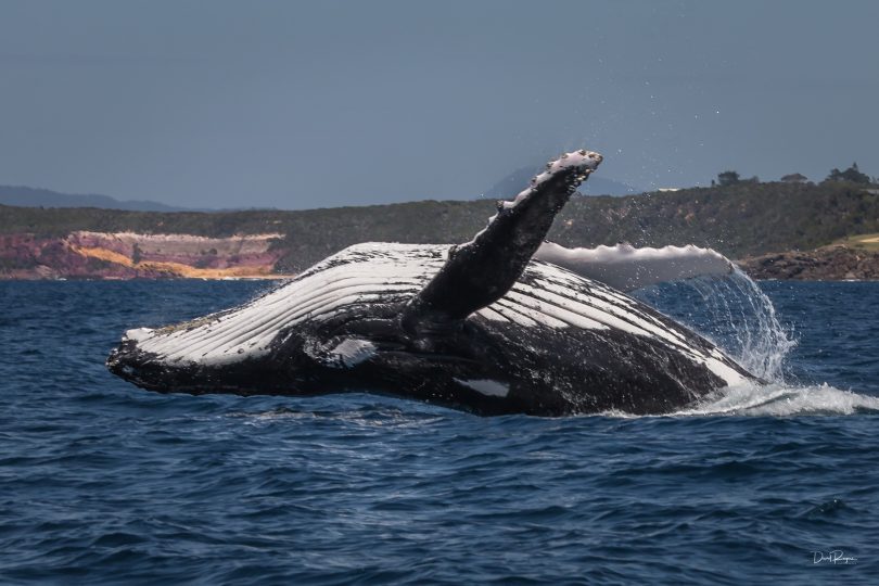 Breaching Humpbacks blast out of the ocean and crash back in to the water. Photo: Dave Rogers