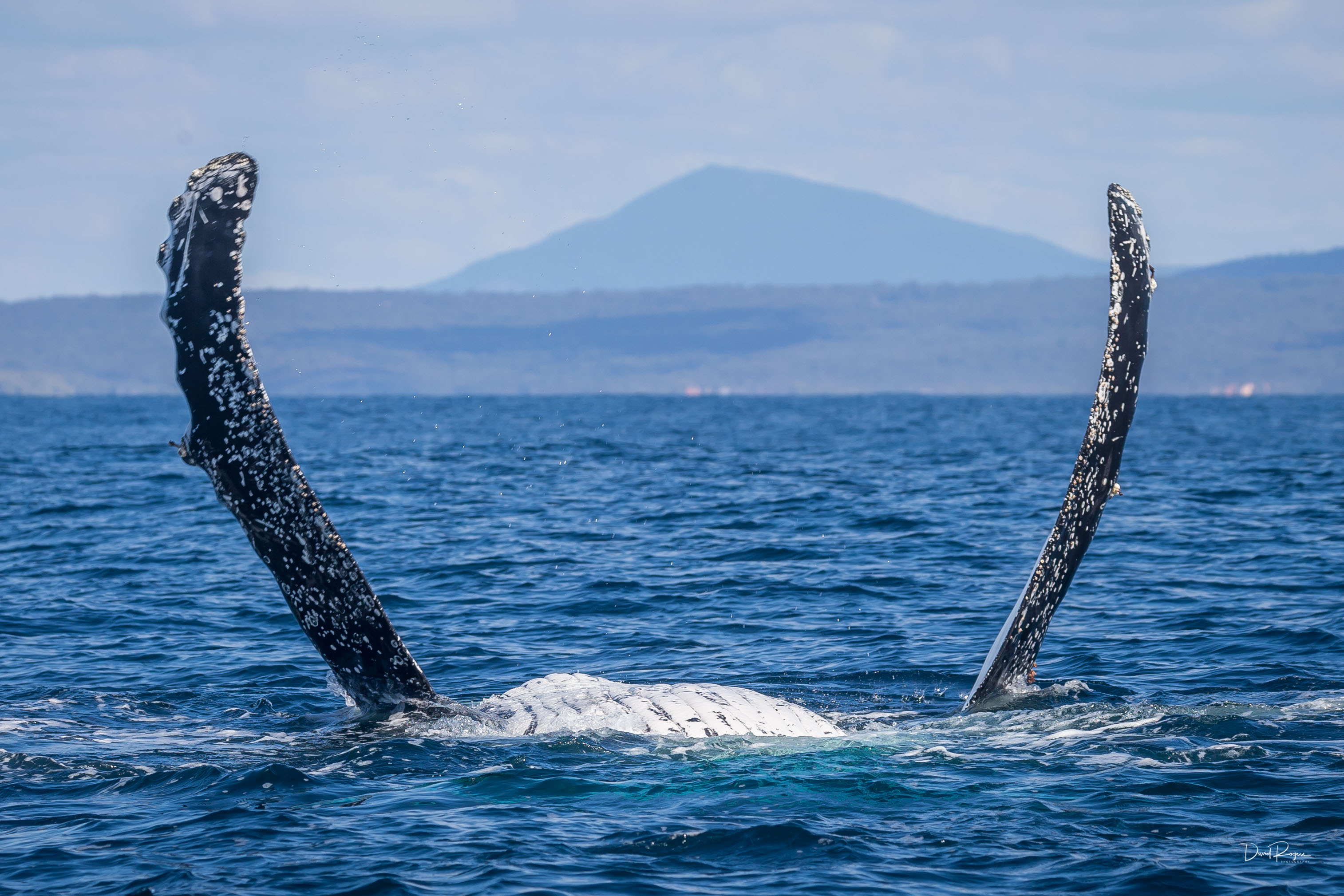 PHOTO GALLERY - A true life experience, whale watching on the Sapphire Coast