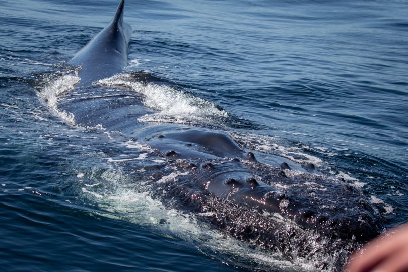 Whale watching is awe-inspiring and educational. Photo: Wayne Reynolds