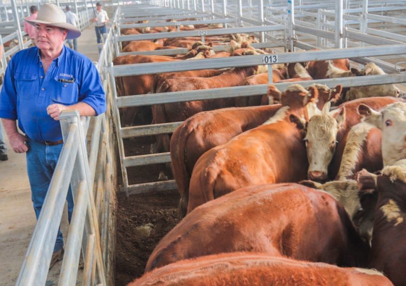 Livestock are marshalled in the yards at Moruya before being taken to sales. 