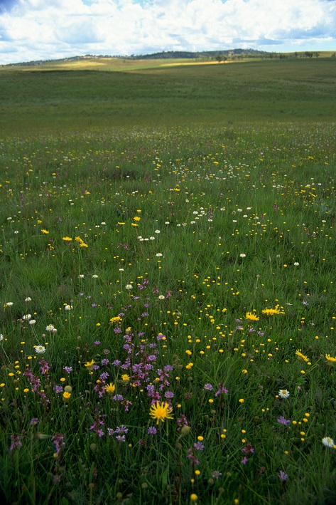 High conservation value grassland on Dry Plains. Photo: David Eddy, Local Land Services.