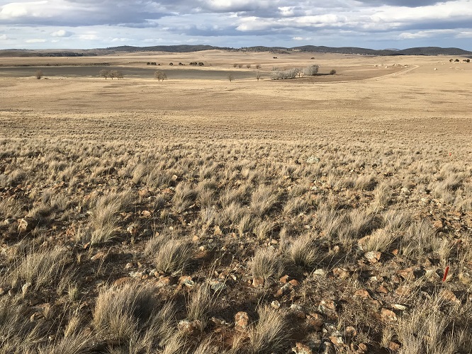 Native Monaro grasses - part of a dry farming future