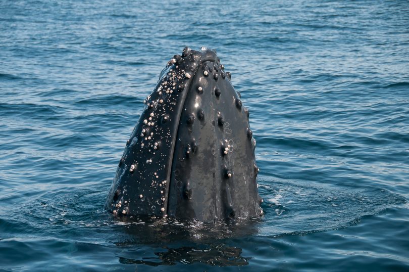 Up close and personal. You can really study the anatomy of humpback whales from this distance. Photo: Ron Webb