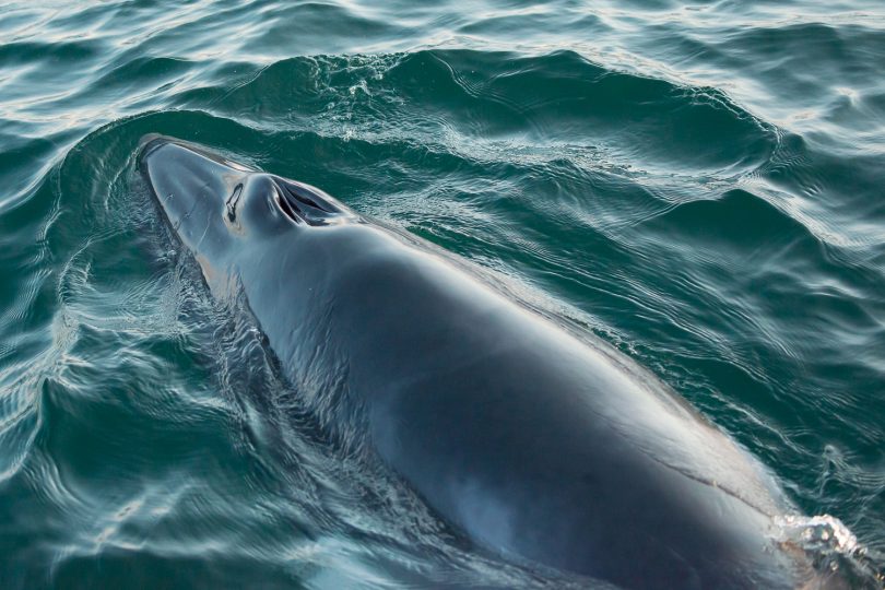 A rare sight amongst the humpbacks, a Dwarf Minke whale. Photo: Ron Webb