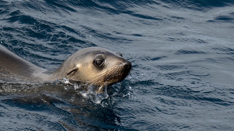 An Australian Fur Seal checks out the tourists. Photo: Pete Hannan