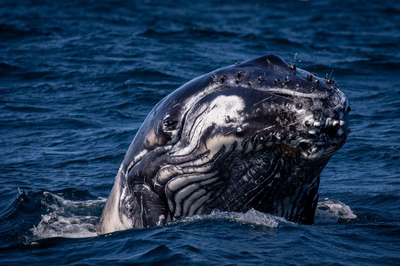 The more you look at the whales, the more beautiful they are. Photo: Wayne Reynolds