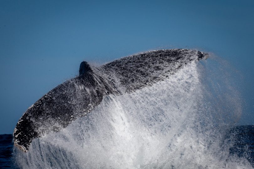 Some images truly portray the power of the humpback whale. Photo: Wayne Reynolds