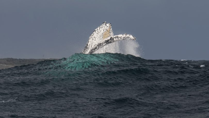 If you can handle it, whales are more active in rougher weather. Photo: Pete Hannan