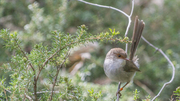 Warming takes the heat out of fairy-wrens