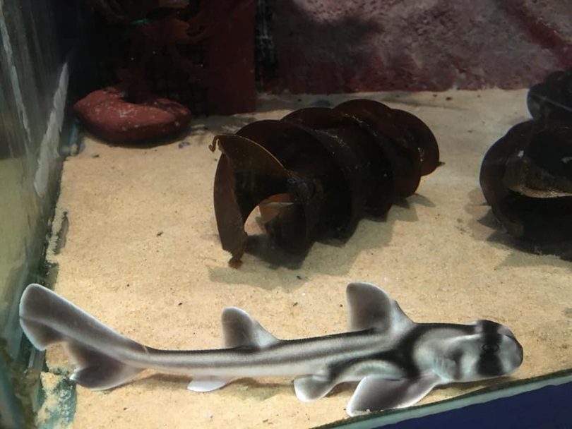 One of seven Port Jackson sharks born at Merimbula Aquarium this year