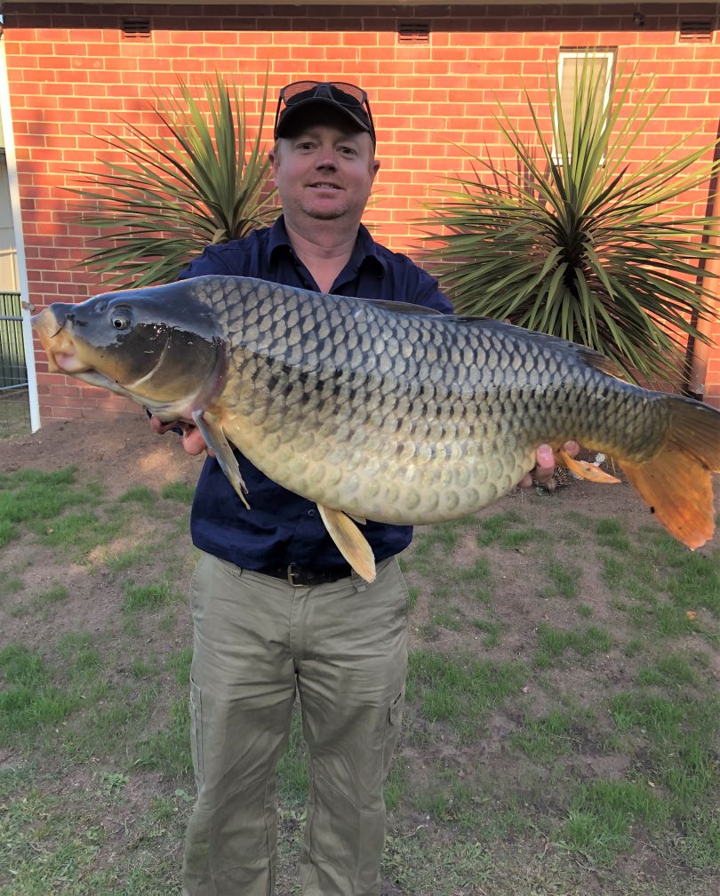 Biosecurity officer Dan Biddulph with the carp that was found to be carrying over 1,000, 000 eggs. Photo: Supplied. 